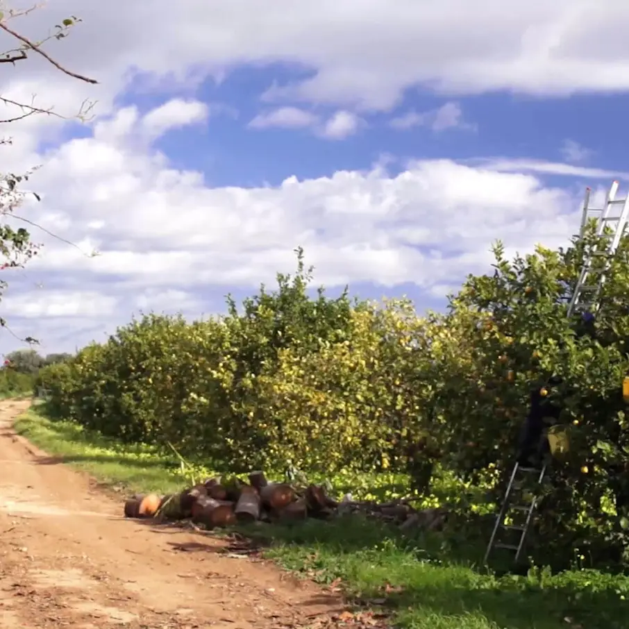 Foto del fondo Spinagallo
