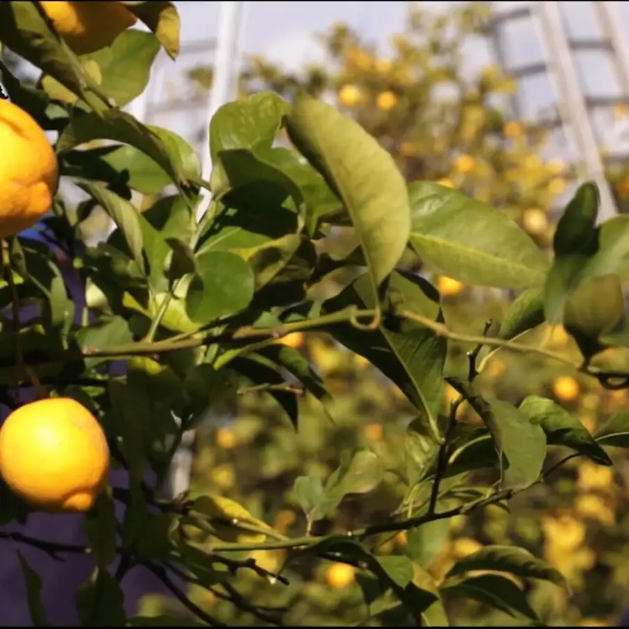 Foto del limoneto del Fondo Spinagallo