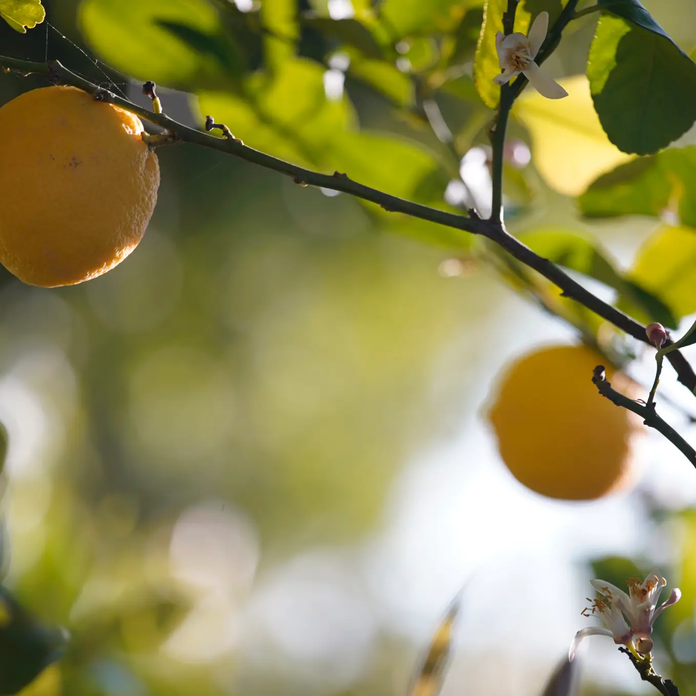 limoni del fondo Spinagallo