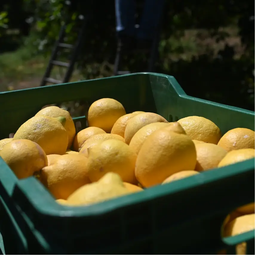 Limoni appena raccolti nel fondo Spinagallo