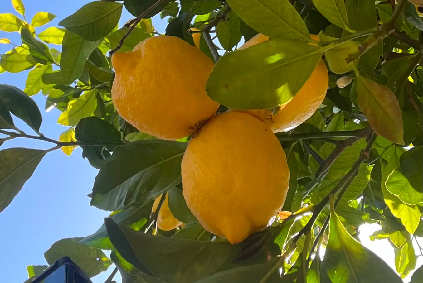 albero limoni