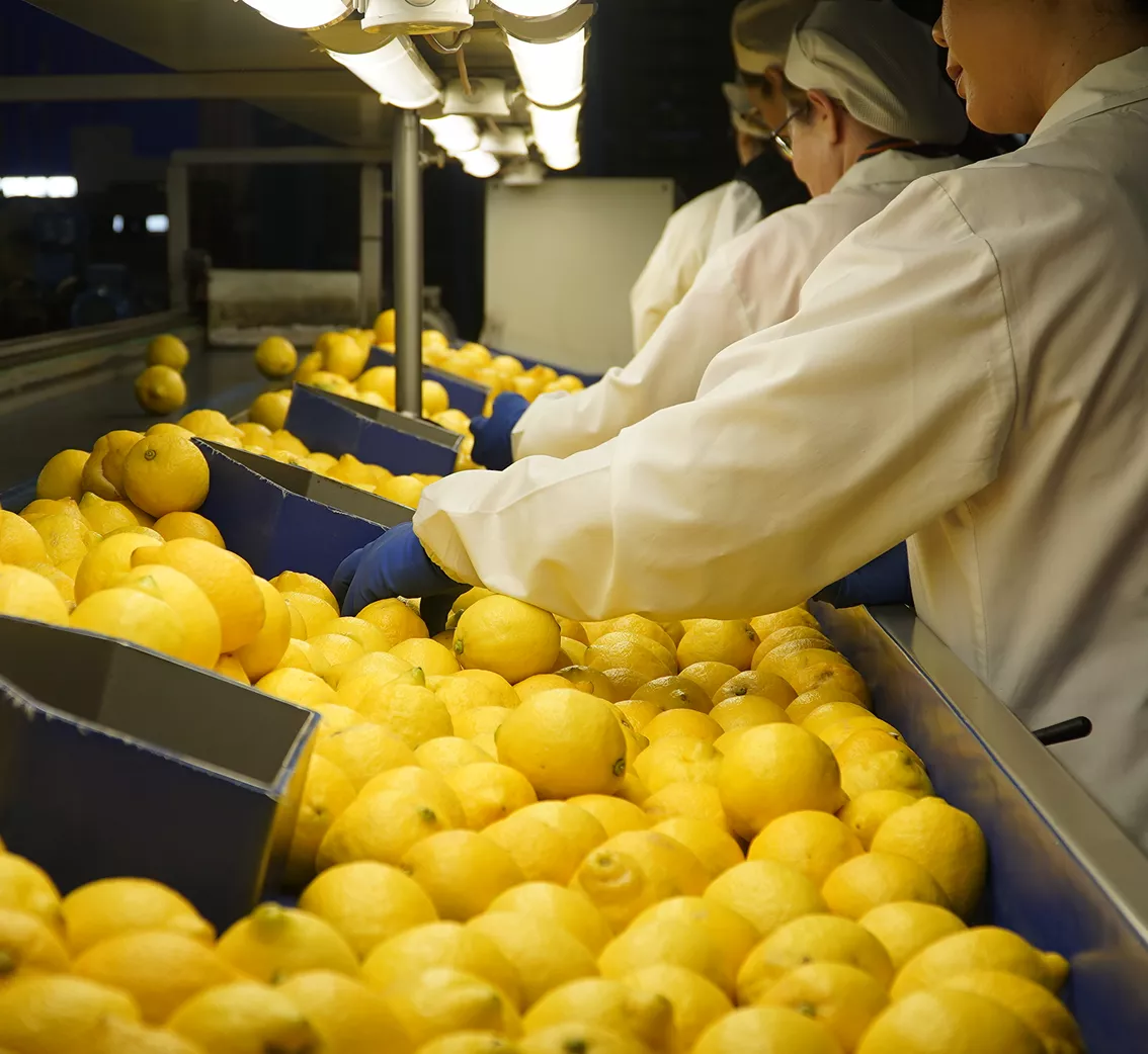 Workers sorting lemons on conveyor belt in processing plant