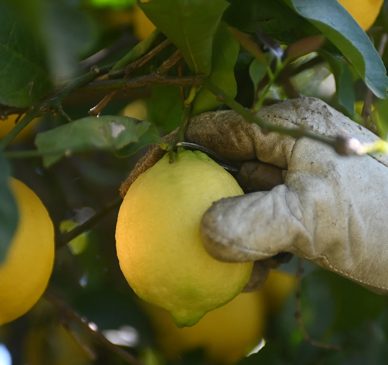 Mano guantata che raccoglie un limone maturo da un ramo di limone, con foglie verdi e altri frutti gialli sullo sfondo
