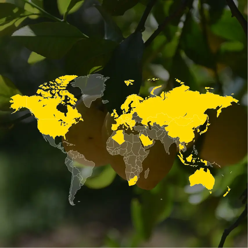 Polenghi presence map with lemons from the Spinagallo estate