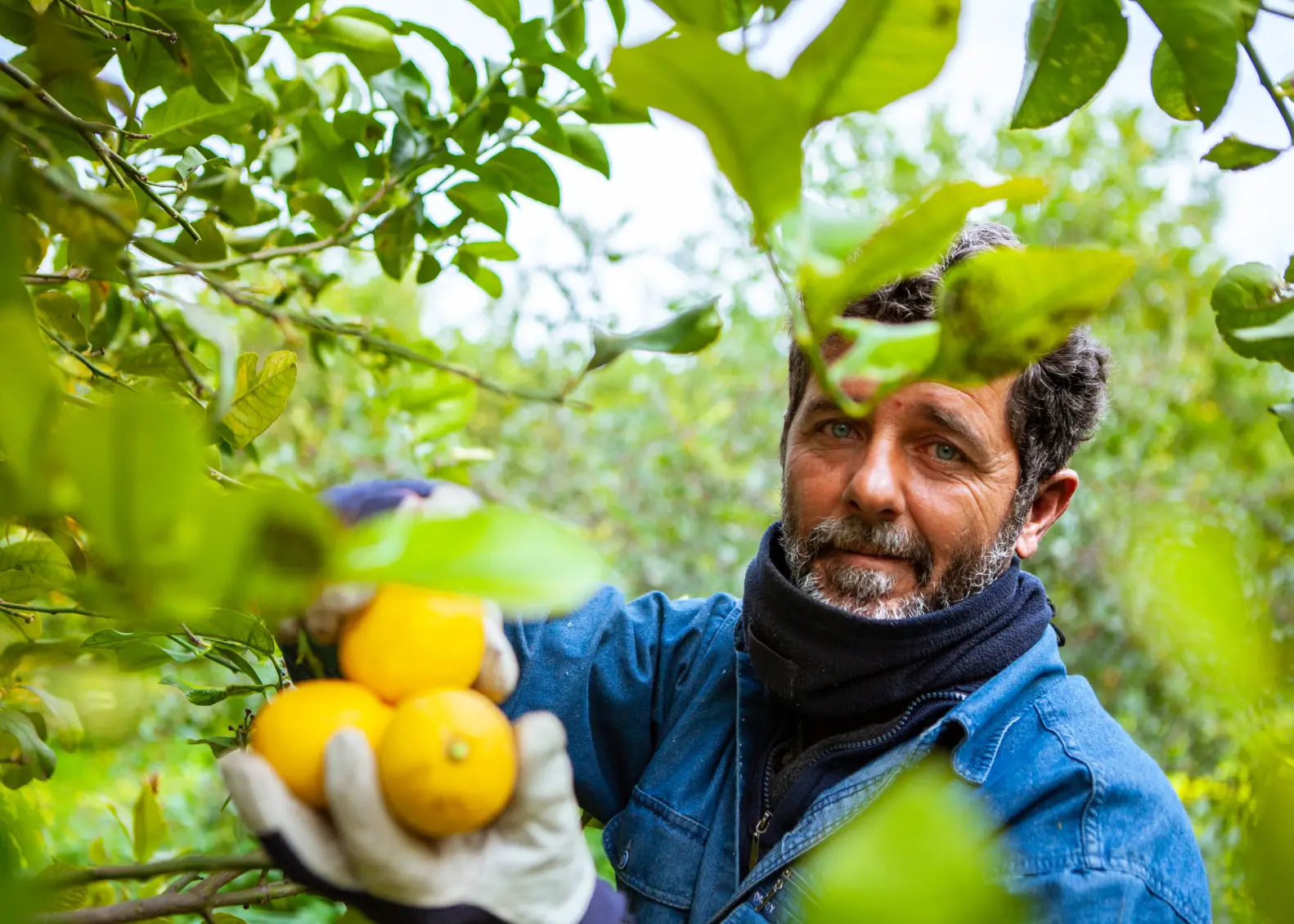 Photo of the manual harvest of the lemons at the Spinagallo estate