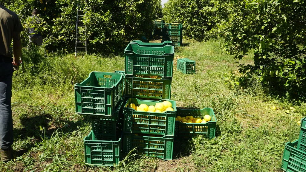 Manual harvesting of lemons in the orchard using green crates ready for transport, a symbol of Polenghi’s commitment to the environment