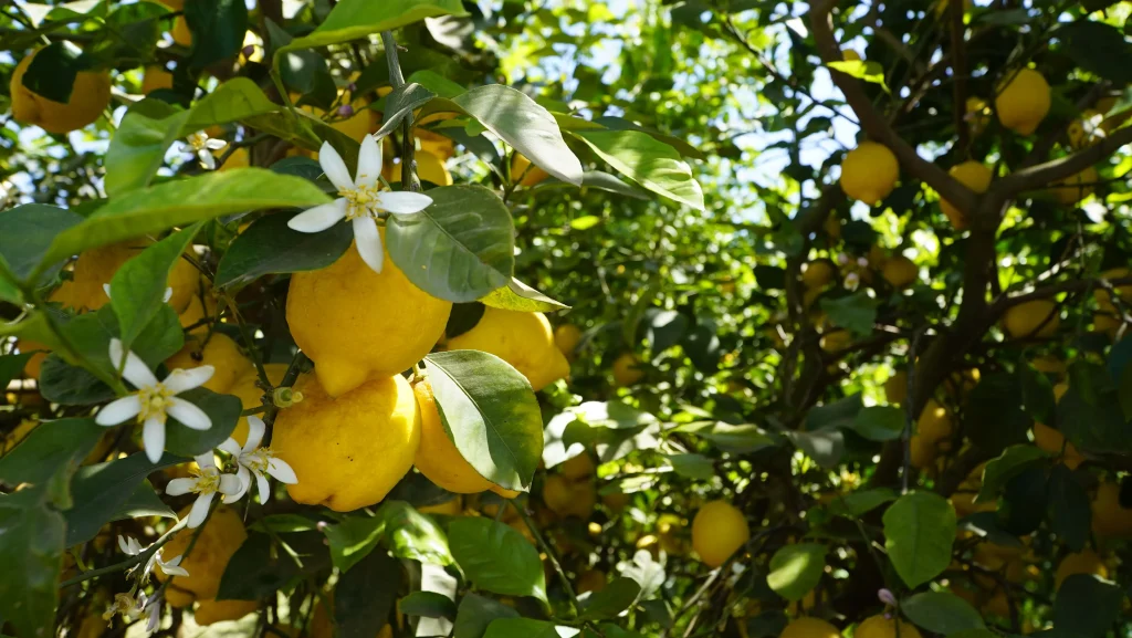 A close-up of a Femminello Siracusano PGI lemon on the tree – the prized Italian ingredient used in Polenghi juice