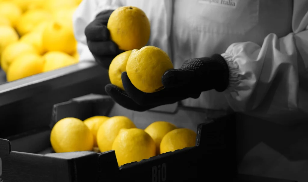 Manual inspection and selection of the best lemons before juicing, highlighting the care taken with the raw ingredients throughout the Polenghi supply chain.