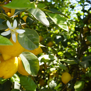 Spinagallo Organic Farming