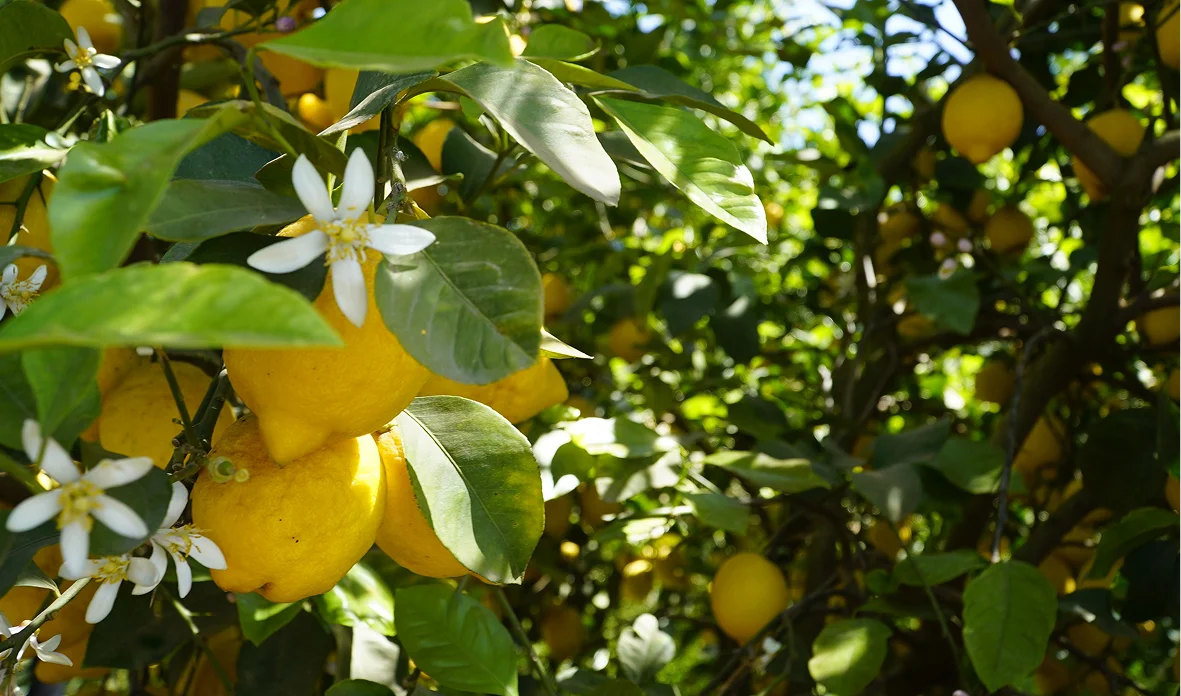 Spinagallo Organic Farming
