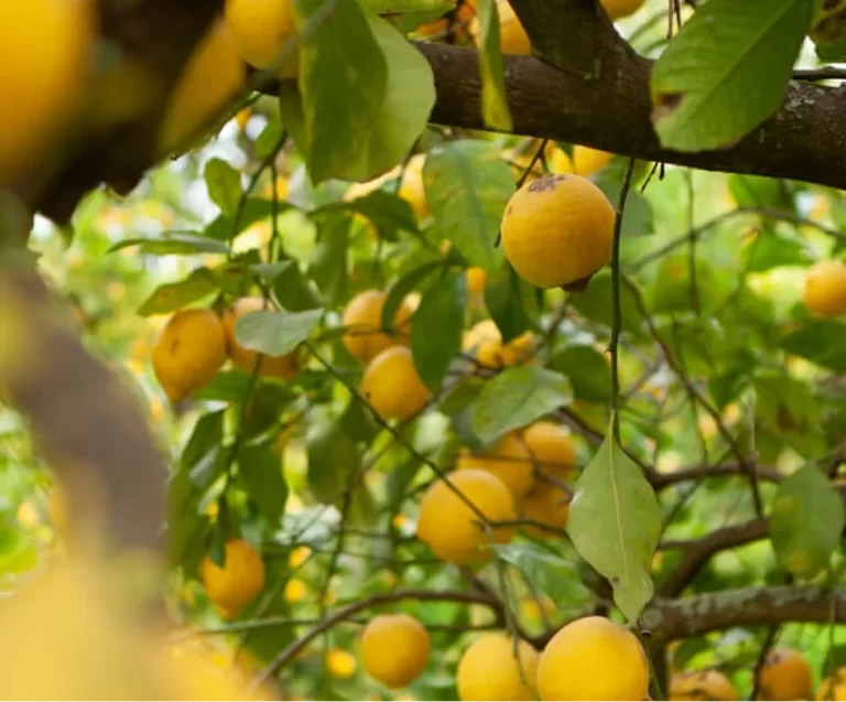 Su un albero di limoni, i limoni gialli pendono dai rami tra le foglie verdi. L’immagine è ricca di limoni maturi in varie posizioni e di luce naturale che filtra attraverso il fogliame.