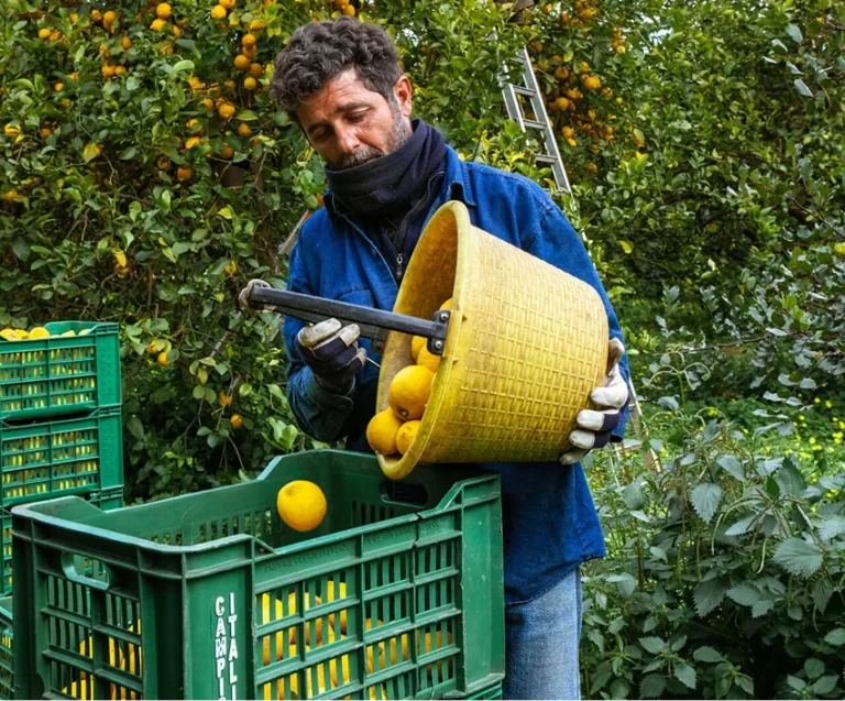 Un uomo con una giacca blu e i guanti versa delle arance appena raccolte da un cesto giallo in una cassa verde in un frutteto, con alberi di arancio e una scala sullo sfondo.