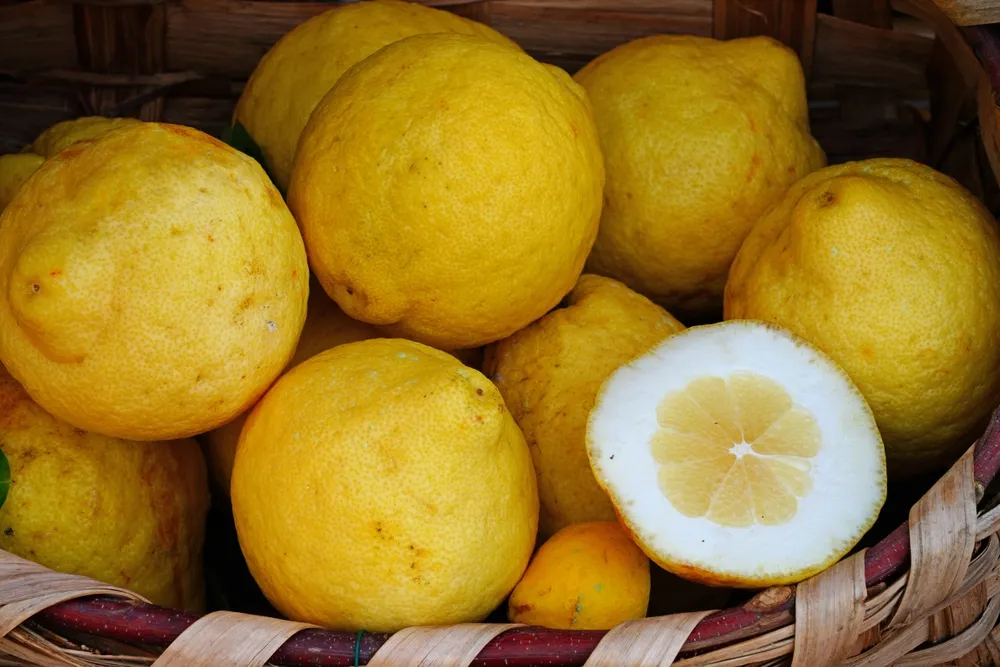 Cesto di vimini colmo di limoni Costa d'Amalfi IGP, caratterizzati da una forma affusolata e buccia spessa e rugosa