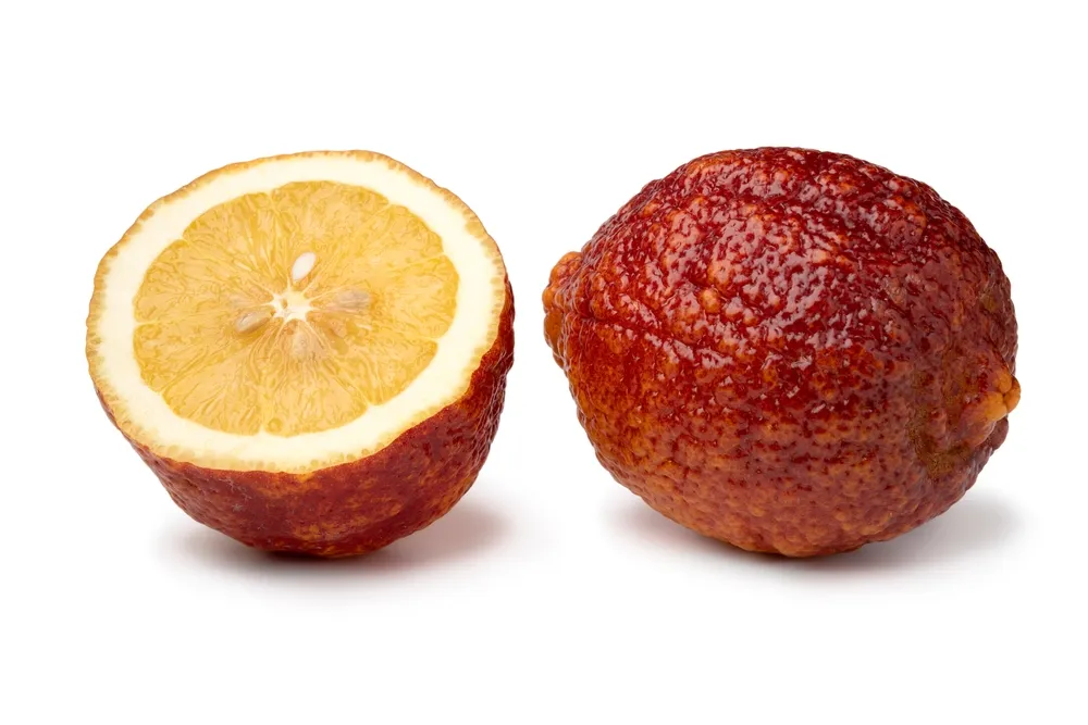 An unusual whole and halved red lemon of Arquà Petrarca on a white background, featuring a rough, dark red-orange skin and yellow pulp inside.