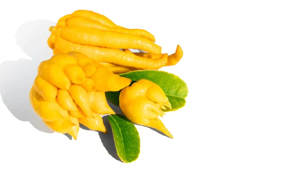 Un agrume Mano di Buddha di colore giallo brillante con alcune foglie verdi, caratterizzato da escrescenze allungate e separate che ricordano la forma delle dita di una mano.