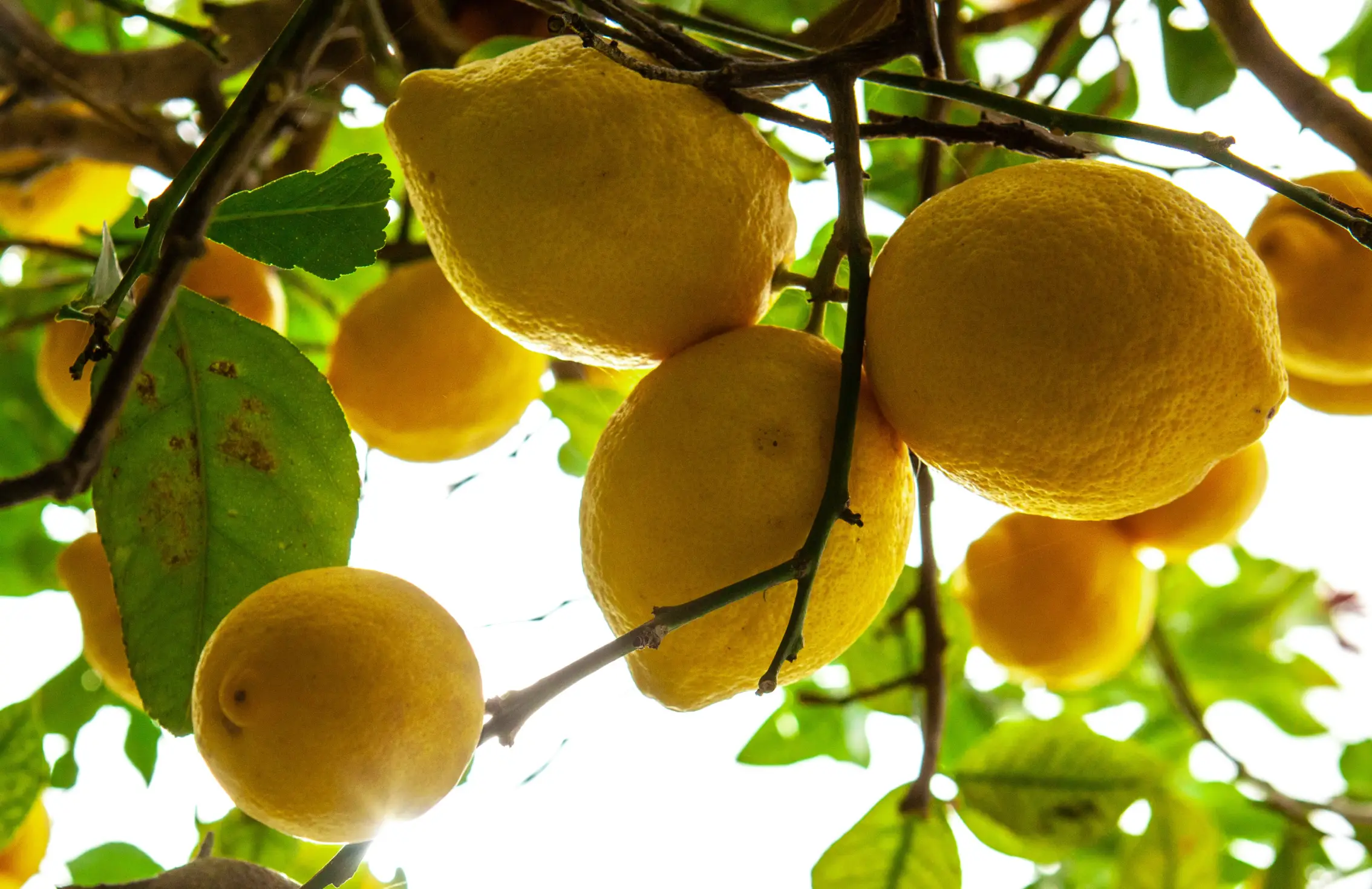 Diversi limoni gialli maturi pendono dai rami tra le foglie verdi; la scena è vista dal basso, con la luce del sole che filtra attraverso il fogliame.