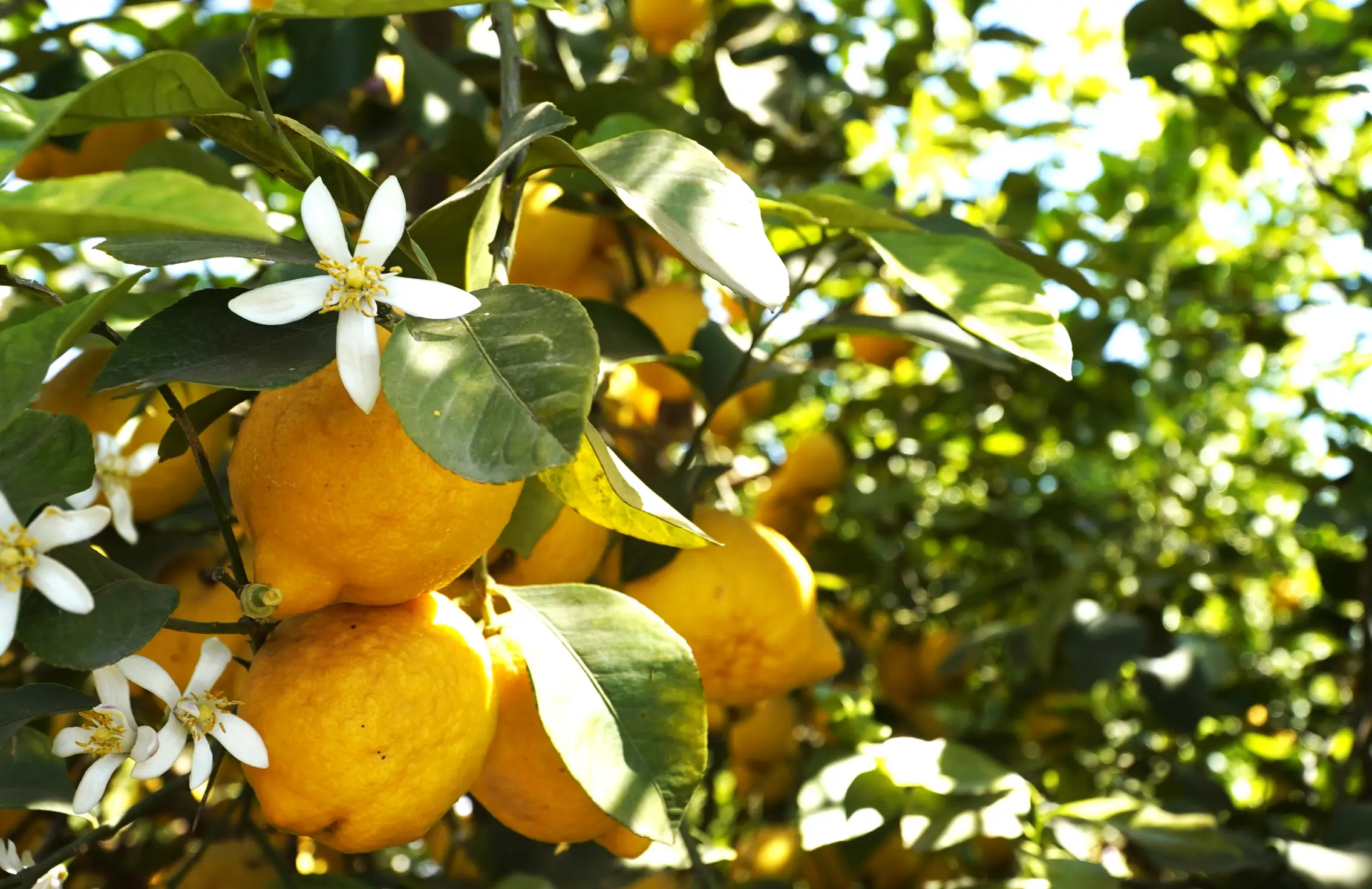 Limoni gialli maturi appesi al ramo di un albero con foglie verdi e fiori bianchi, illuminati dalla luce del sole.