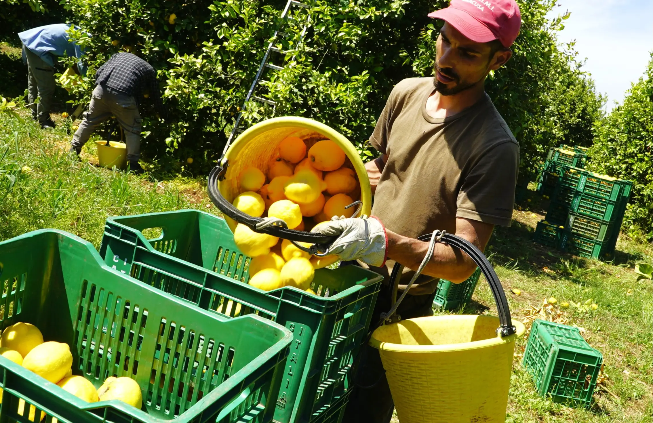 Un uomo con un berretto rosso e i guanti svuota un secchio giallo pieno di limoni maturi in una cassa verde in un frutteto, mentre sullo sfondo un’altra persona raccoglie la frutta.