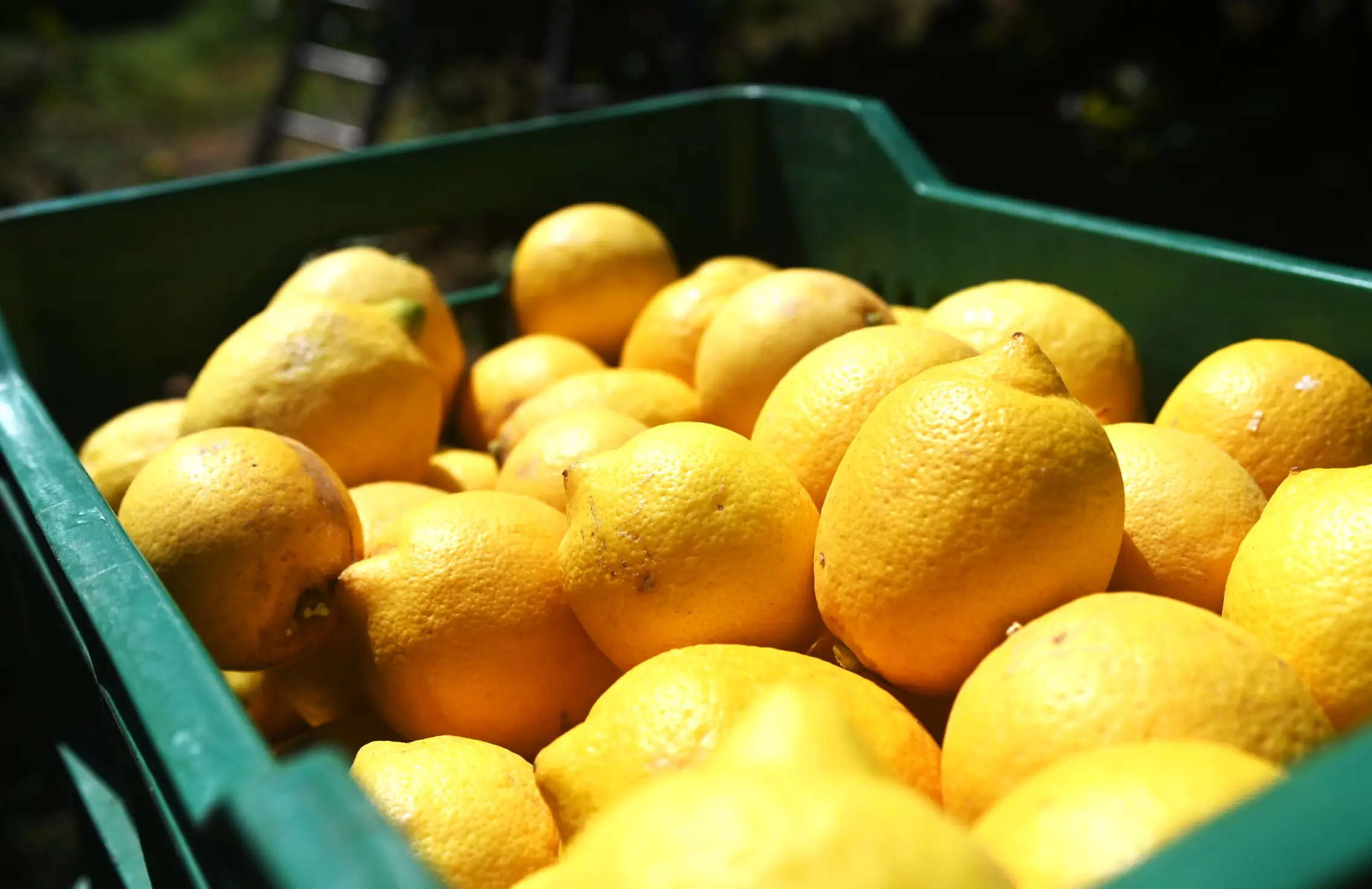 Una cassetta di plastica verde piena di limoni freschi di un giallo brillante, con la luce del sole che ne esalta la superficie lucida. Sullo sfondo si intravede una scala sfocata.