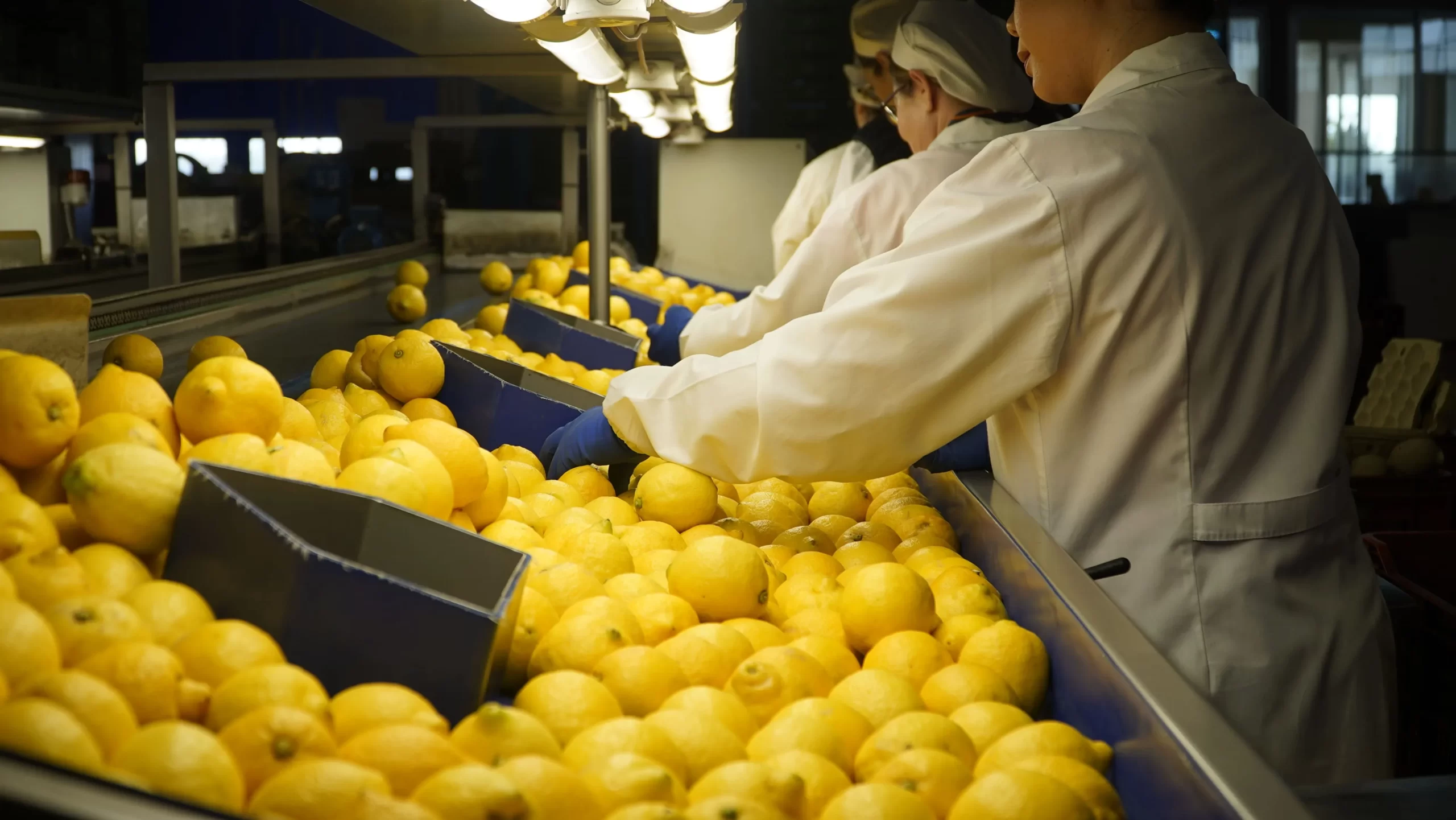 In uno stabilimento di lavorazione della frutta, sotto luci intense, alcuni operai in camice bianco e con la retina sui capelli smistano e controllano i limoni su un nastro trasportatore.