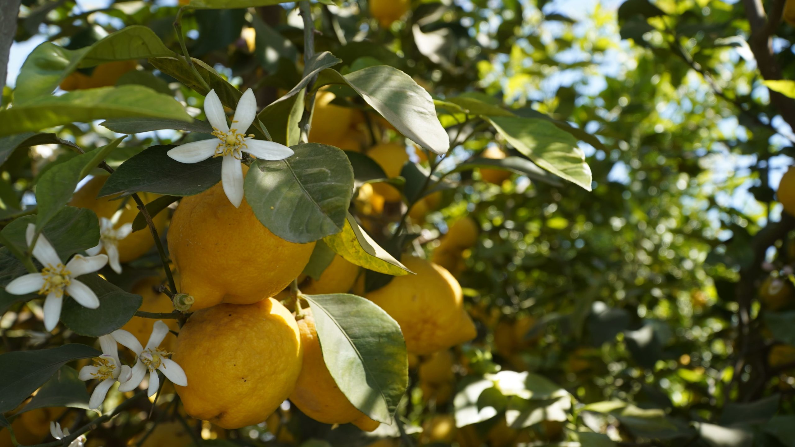 Bright yellow lemons growing on a tree among white flowers and green leaves.